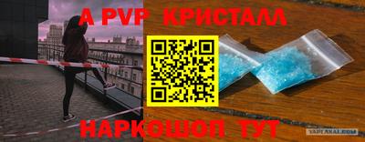 гашик Кингисепп